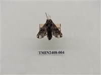 藏品(背刺蛾)的圖片